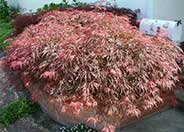 Acer palmatum dissectum 'Red'